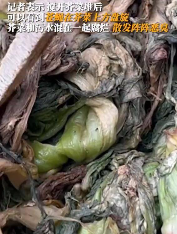 香港橄榄菜爆料视频播放,揭秘幕后真相  第1张